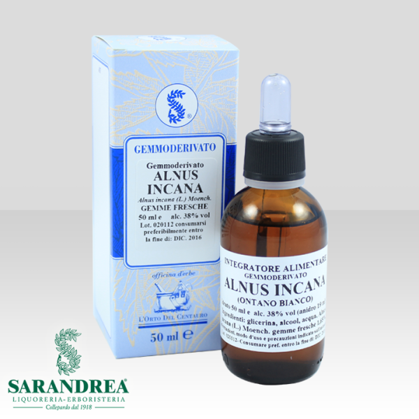 Alnus Incana