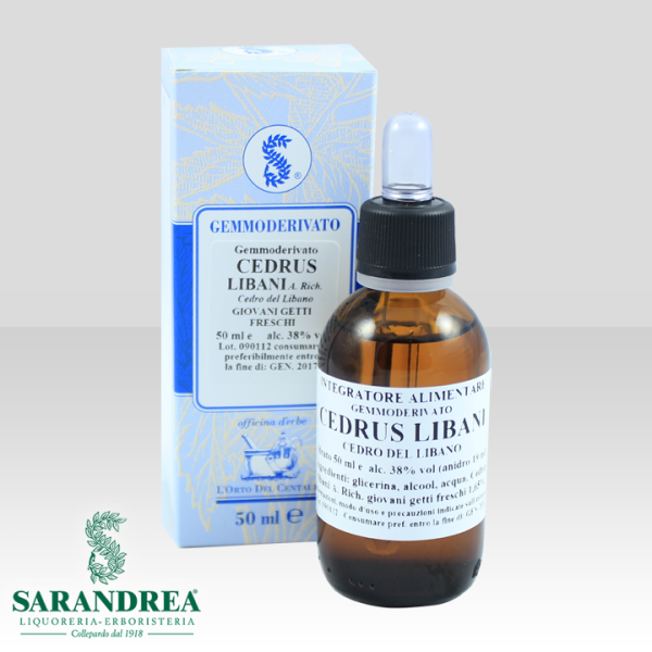 Cedrus Libani